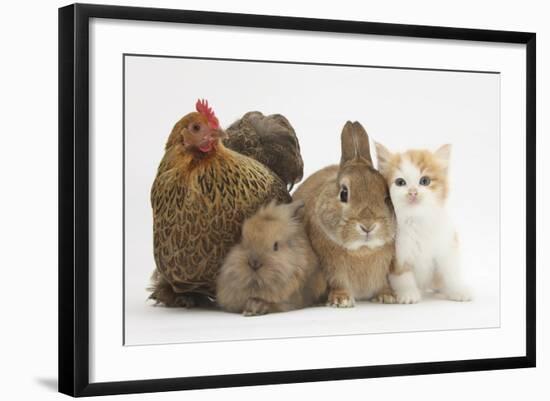 Partridge Pekin Bantam with Kitten, Sandy Netherland Dwarf-Cross and Baby Lionhead-Cross Rabbit-Mark Taylor-Framed Photographic Print