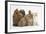 Partridge Pekin Bantam with Kitten, Sandy Netherland Dwarf-Cross and Baby Lionhead-Cross Rabbit-Mark Taylor-Framed Photographic Print