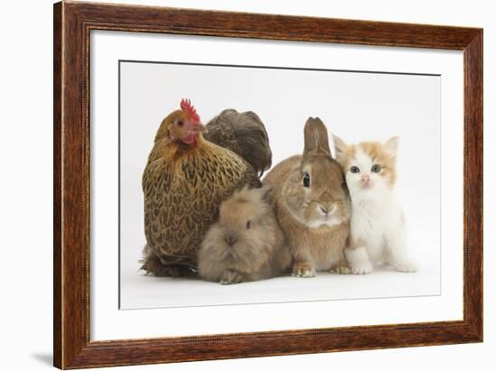 Partridge Pekin Bantam with Kitten, Sandy Netherland Dwarf-Cross and Baby Lionhead-Cross Rabbit-Mark Taylor-Framed Photographic Print