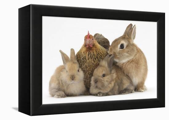 Partridge Pekin Bantam with Sandy Netherland Dwarf-Cross Rabbit, and Baby Lionhead Cross Rabbits-Mark Taylor-Framed Premier Image Canvas