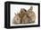 Partridge Pekin Bantam with Sandy Netherland Dwarf-Cross Rabbit, and Baby Lionhead Cross Rabbits-Mark Taylor-Framed Premier Image Canvas