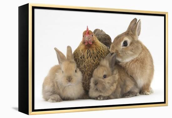 Partridge Pekin Bantam with Sandy Netherland Dwarf-Cross Rabbit, and Baby Lionhead Cross Rabbits-Mark Taylor-Framed Premier Image Canvas