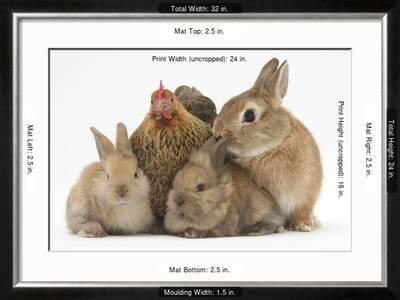 partridge pekin bantam with sandy netherland dwarf cross rabbit and baby lionhead cross rabbits by mark taylor
