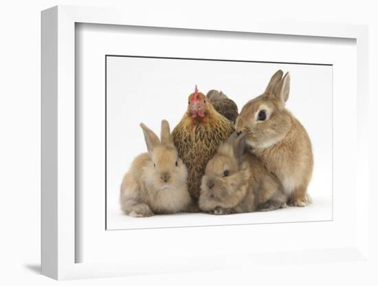 Partridge Pekin Bantam with Sandy Netherland Dwarf-Cross Rabbit, and Baby Lionhead Cross Rabbits-Mark Taylor-Framed Photographic Print