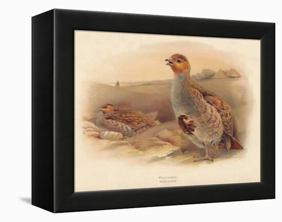 Partridge (Perdix cinerea), 1900, (1900)-Charles Whymper-Framed Premier Image Canvas