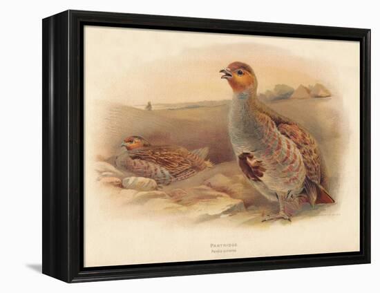 Partridge (Perdix cinerea), 1900, (1900)-Charles Whymper-Framed Premier Image Canvas