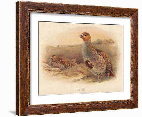 Partridge (Perdix cinerea), 1900, (1900)-Charles Whymper-Framed Giclee Print