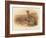 Partridge (Perdix cinerea), 1900, (1900)-Charles Whymper-Framed Giclee Print