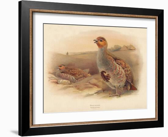 Partridge (Perdix cinerea), 1900, (1900)-Charles Whymper-Framed Giclee Print