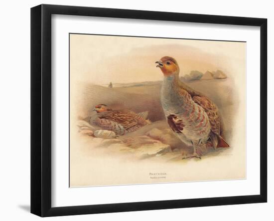 Partridge (Perdix cinerea), 1900, (1900)-Charles Whymper-Framed Giclee Print