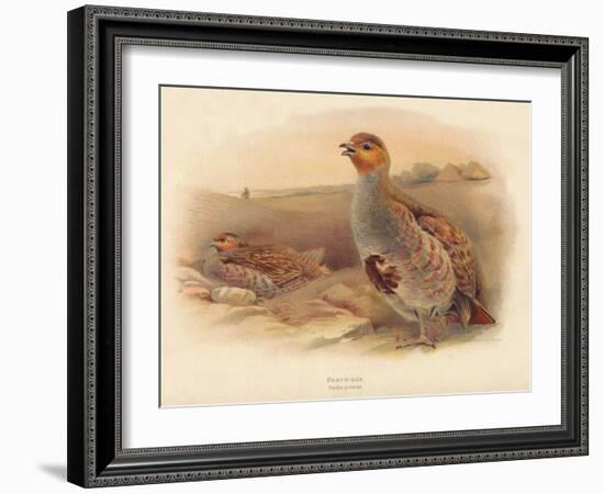 Partridge (Perdix cinerea), 1900, (1900)-Charles Whymper-Framed Giclee Print