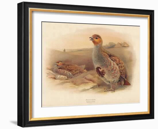 Partridge (Perdix cinerea), 1900, (1900)-Charles Whymper-Framed Giclee Print