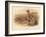 Partridge (Perdix cinerea), 1900, (1900)-Charles Whymper-Framed Giclee Print