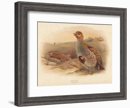 Partridge (Perdix cinerea), 1900, (1900)-Charles Whymper-Framed Giclee Print