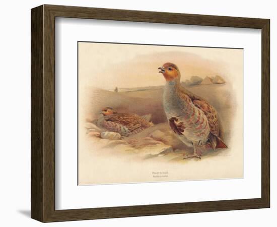 Partridge (Perdix cinerea), 1900, (1900)-Charles Whymper-Framed Giclee Print