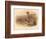 Partridge (Perdix cinerea), 1900, (1900)-Charles Whymper-Framed Giclee Print