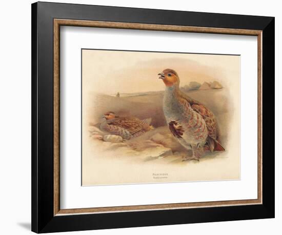 Partridge (Perdix cinerea), 1900, (1900)-Charles Whymper-Framed Giclee Print