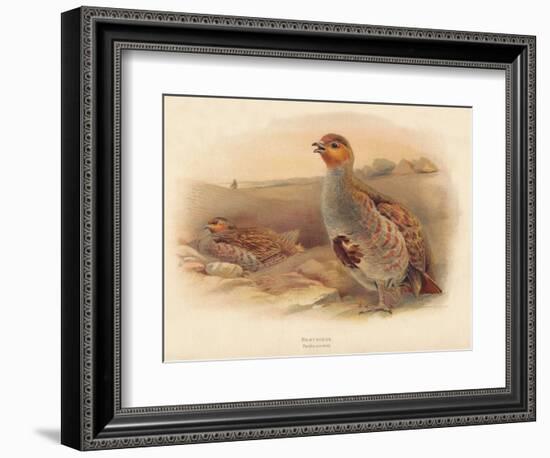 Partridge (Perdix cinerea), 1900, (1900)-Charles Whymper-Framed Giclee Print