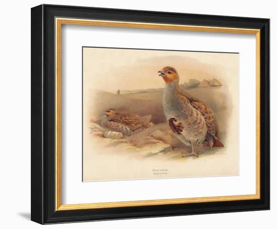 Partridge (Perdix cinerea), 1900, (1900)-Charles Whymper-Framed Giclee Print