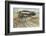 Partridge Shooting - September-Lionel Edwards-Framed Premium Giclee Print