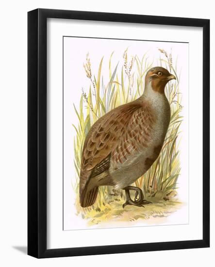 Partridge-English-Framed Giclee Print