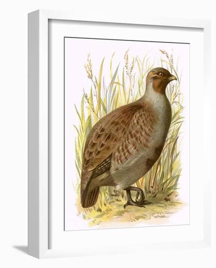 Partridge-English-Framed Giclee Print