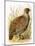 Partridge-English-Mounted Giclee Print