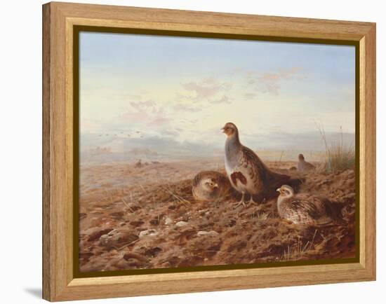 Partridges Amongst Stubble, 1900 watercolor-Archibald Thorburn-Framed Premier Image Canvas