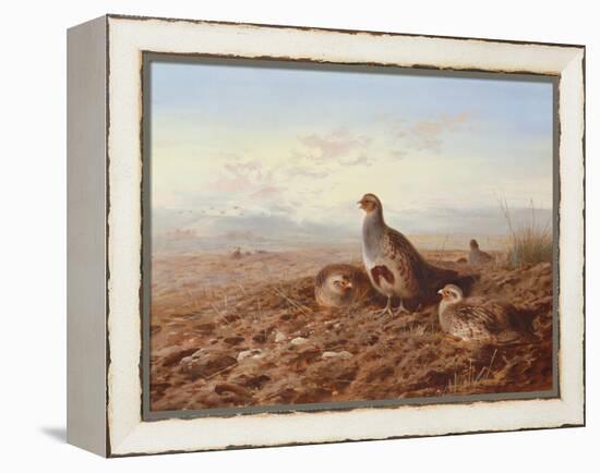 Partridges Amongst Stubble, 1900 watercolor-Archibald Thorburn-Framed Premier Image Canvas