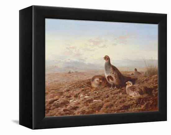 Partridges Amongst Stubble, 1900 watercolor-Archibald Thorburn-Framed Premier Image Canvas