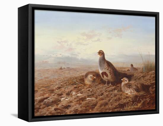 Partridges Amongst Stubble, 1900 watercolor-Archibald Thorburn-Framed Premier Image Canvas