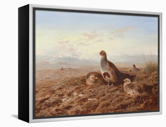 Partridges Amongst Stubble, 1900 watercolor-Archibald Thorburn-Framed Premier Image Canvas