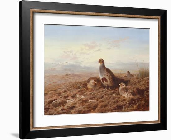 Partridges Amongst Stubble, 1900 watercolor-Archibald Thorburn-Framed Giclee Print