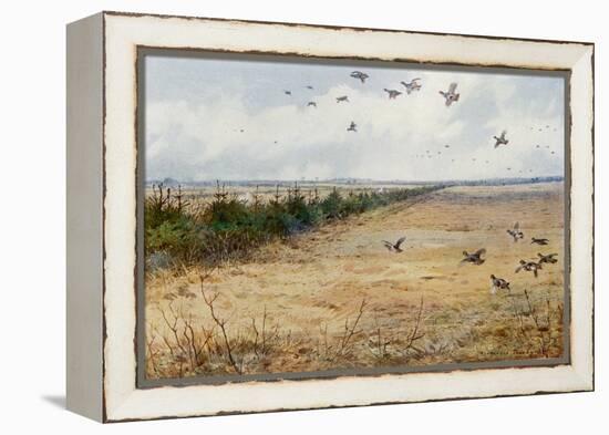 Partridges at Sandringham-Archibald Thorburn-Framed Premier Image Canvas