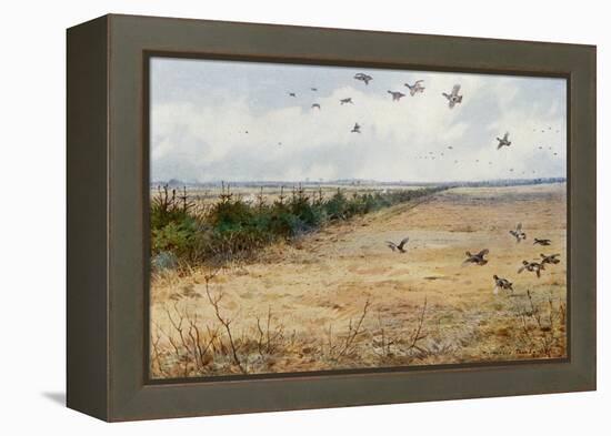 Partridges at Sandringham-Archibald Thorburn-Framed Premier Image Canvas