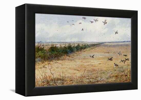 Partridges at Sandringham-Archibald Thorburn-Framed Premier Image Canvas