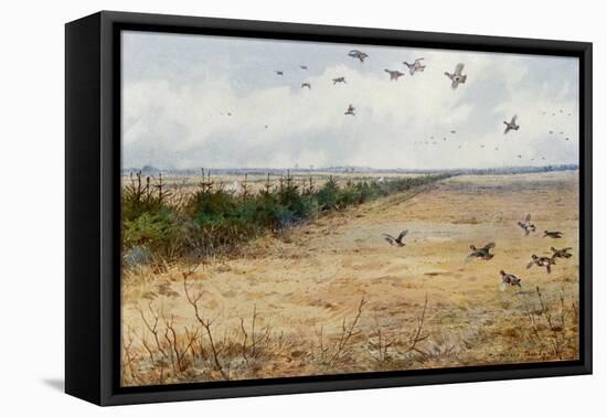 Partridges at Sandringham-Archibald Thorburn-Framed Premier Image Canvas