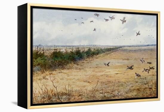 Partridges at Sandringham-Archibald Thorburn-Framed Premier Image Canvas