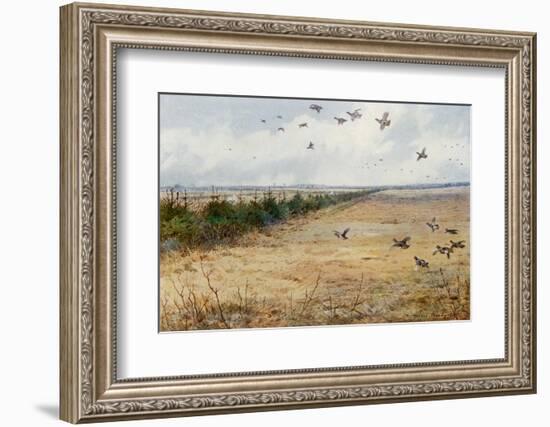 Partridges at Sandringham-Archibald Thorburn-Framed Photographic Print