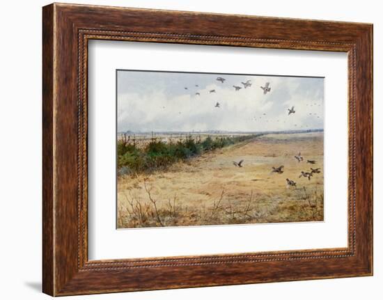 Partridges at Sandringham-Archibald Thorburn-Framed Photographic Print