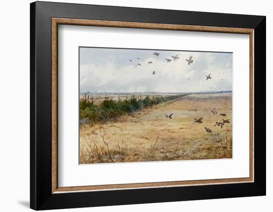 Partridges at Sandringham-Archibald Thorburn-Framed Photographic Print