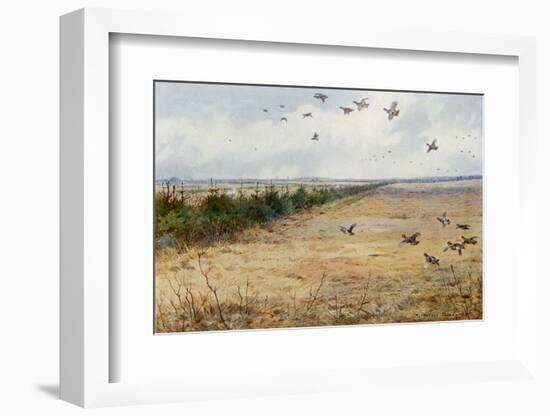 Partridges at Sandringham-Archibald Thorburn-Framed Photographic Print