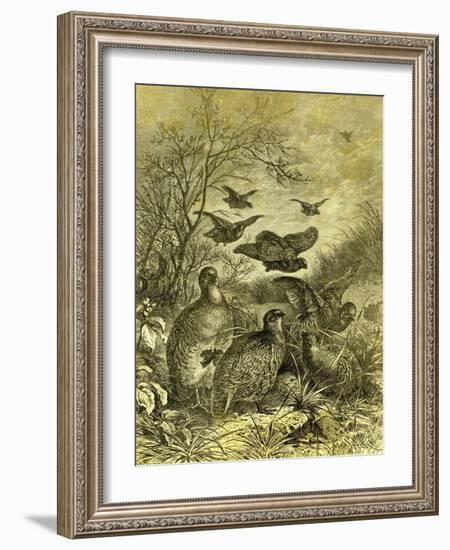 Partridges Austria 1891-null-Framed Giclee Print