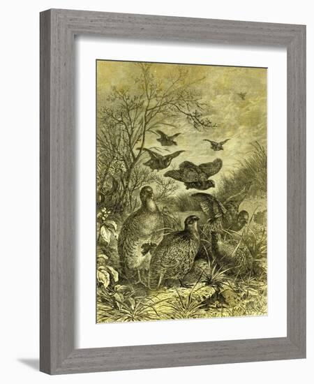 Partridges Austria 1891-null-Framed Giclee Print