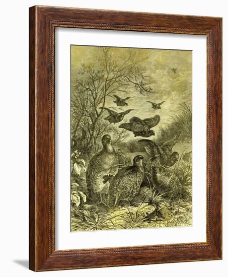 Partridges Austria 1891-null-Framed Giclee Print