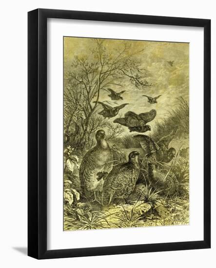 Partridges Austria 1891-null-Framed Giclee Print