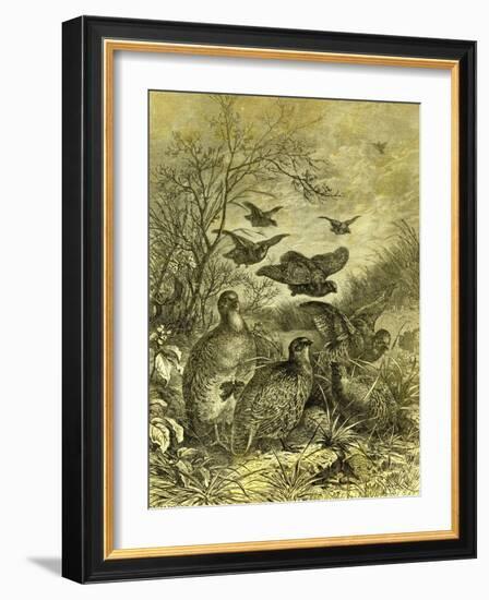 Partridges Austria 1891-null-Framed Giclee Print