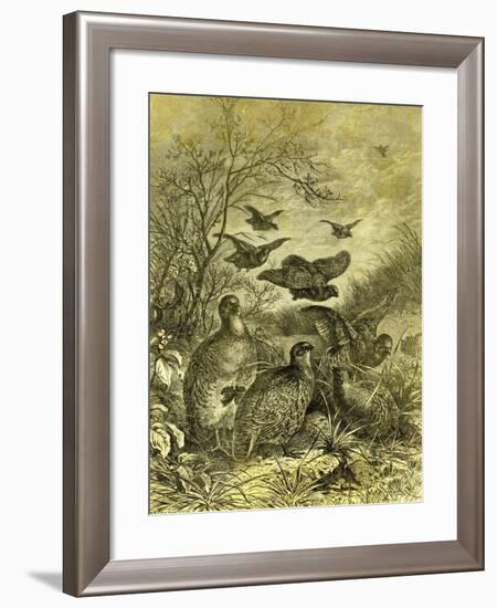 Partridges Austria 1891-null-Framed Giclee Print