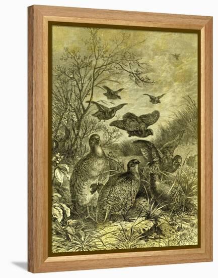 Partridges Austria 1891-null-Framed Premier Image Canvas