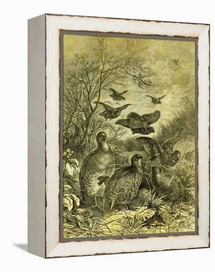 Partridges Austria 1891-null-Framed Premier Image Canvas